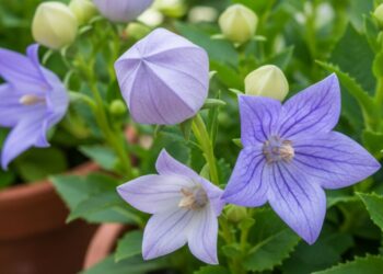 Flor campainha da china