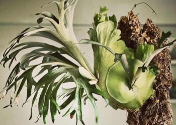 Samambaia chifre-de-veado