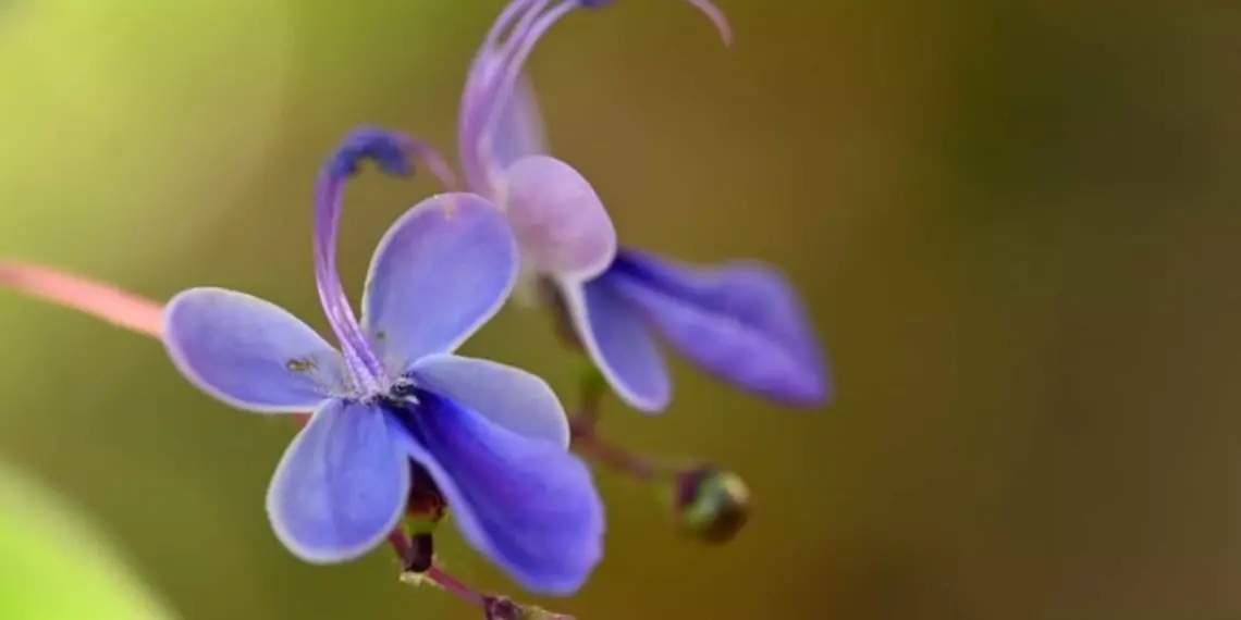 A beleza da flor borboleta e suas pétalas azuis