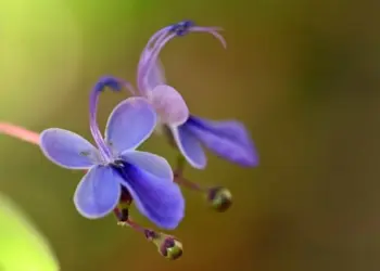 A beleza da flor borboleta e suas pétalas azuis