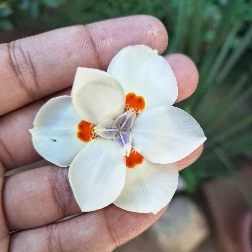 Flores da planta moreia