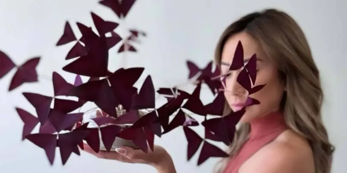 Folhas de trevo roxo