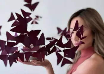 Folhas de trevo roxo