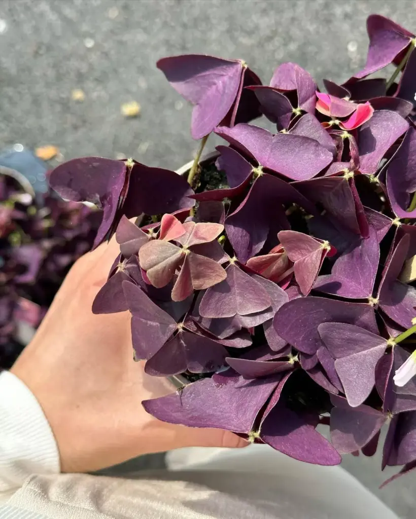 Folhas características do trevo roxo